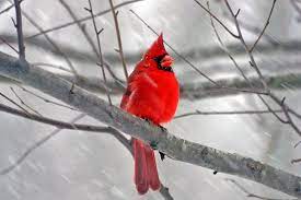 CARDINALS SNOWY JAR OPENER