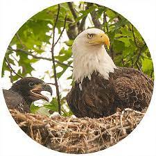 EAGLE IN FLIGHT JAR OPENER